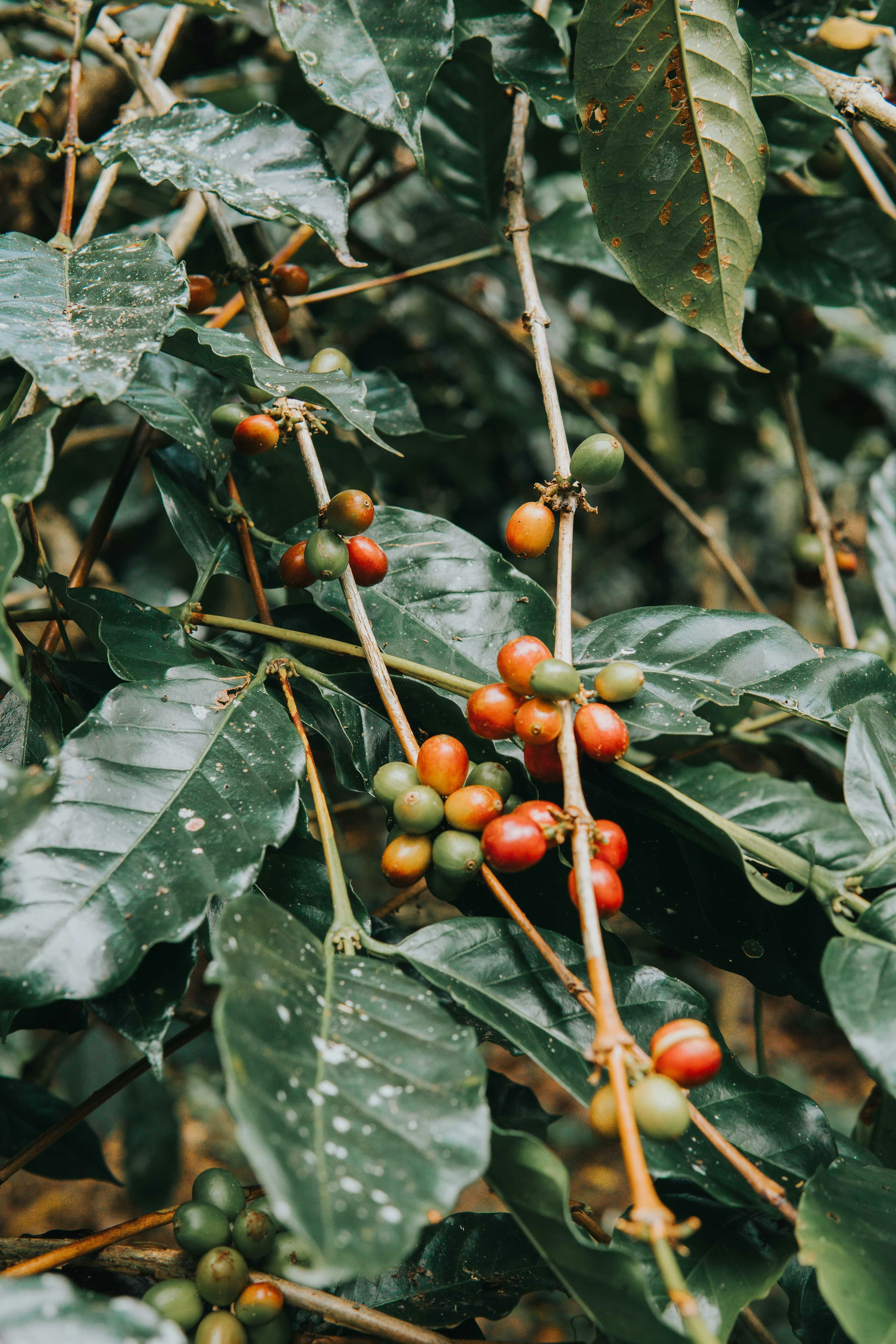 Coffee cherries on the branch